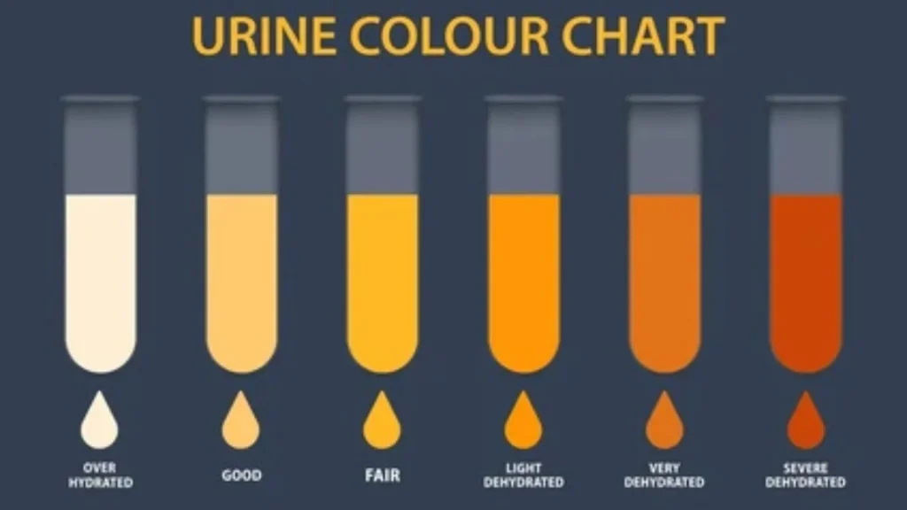 Urine Color Comparator adalah alat sederhana yang dirancang untuk membantu memantau kondisi kesehatan tubuh melalui pengamatan warna urin.