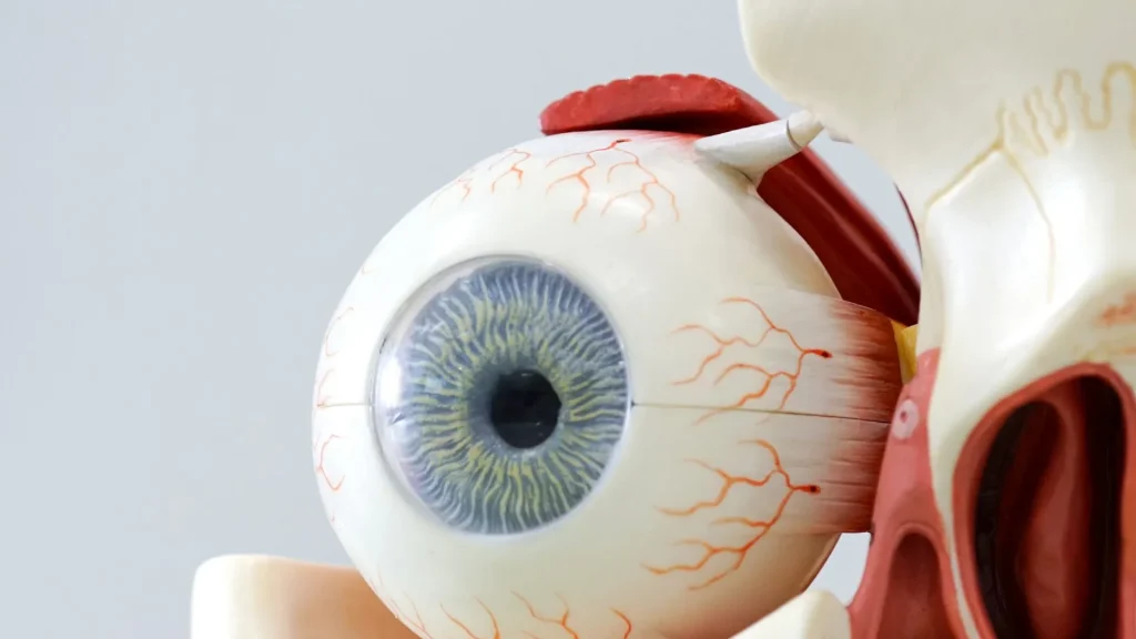 Retina adalah lapisan tipis di bagian belakang mata yang berfungsi menangkap cahaya dan mengubahnya menjadi sinyal listrik.
