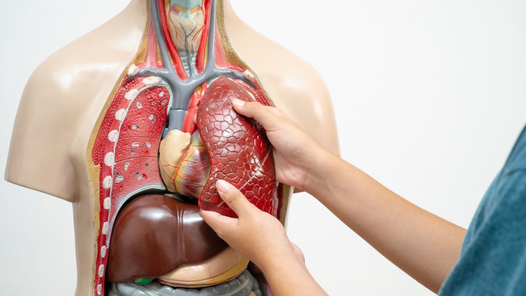 100 Fungsi Aneh Tubuh Manusia yang Sebenarnya Bermanfaat